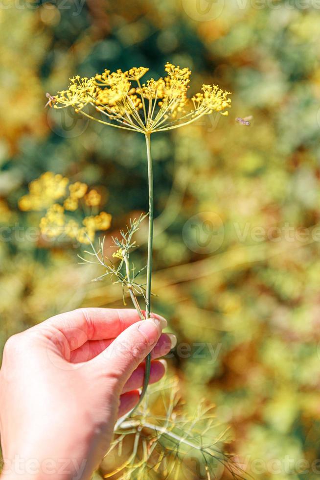 Gardening and agriculture concept. Female farm worker hand harvesting green fresh ripe organic dill in garden bed. Vegan vegetarian home grown food production. Woman farmer picking fragrant herb. photo