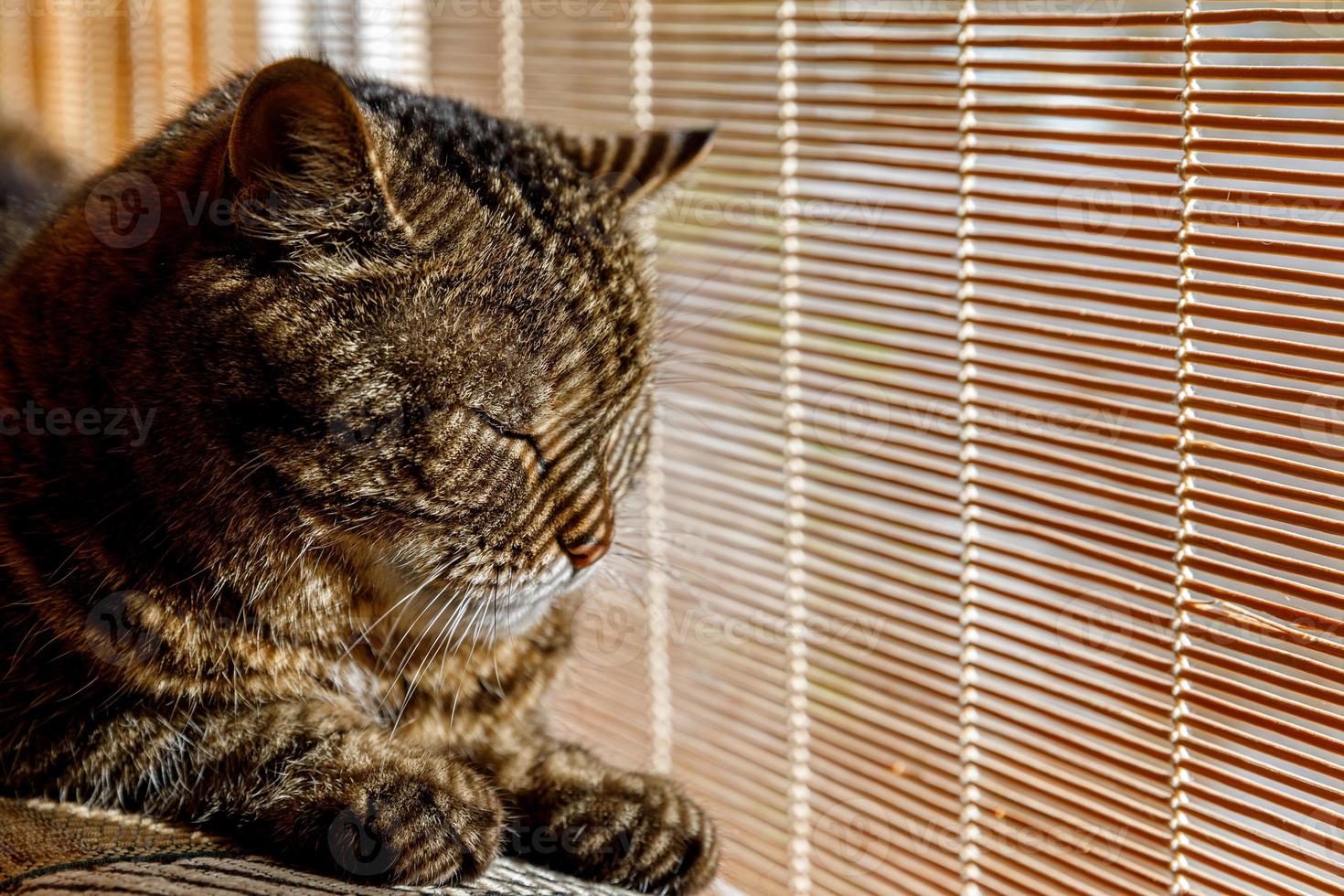 Funny portrait arrogant short-haired domestic tabby cat relaxing near window blinds at home indoors. Little kitten lovely member of family playing in house. Pet care health and animal concept. photo