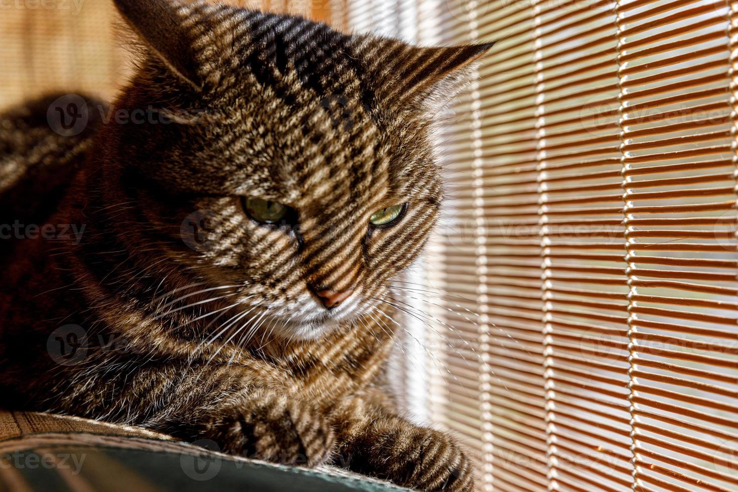 Funny portrait arrogant short-haired domestic tabby cat relaxing near window blinds at home indoors. Little kitten lovely member of family playing in house. Pet care health and animal concept. photo