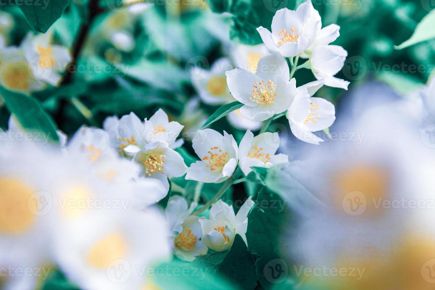 Beautiful white jasmine blossom flowers in spring time. Background with flowering jasmin bush. Inspirational natural floral spring blooming garden or park. Flower art design. Aromatherapy concept. photo