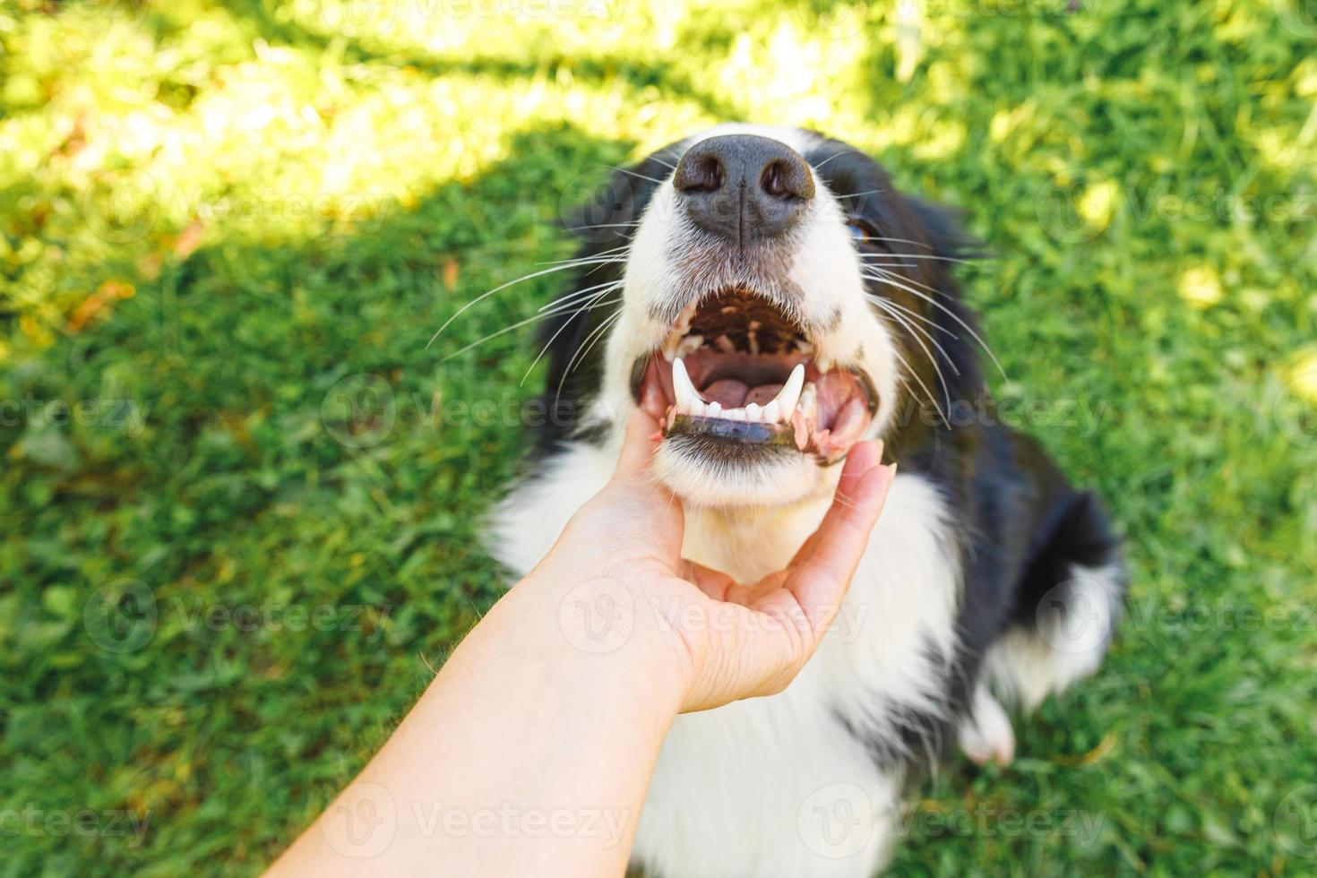 Woman hand stroking puppy dog border collie in summer garden or city park outdoor. Close up dog portrait. Owner playing with dog friend. Love for pets friendship support team concept. photo