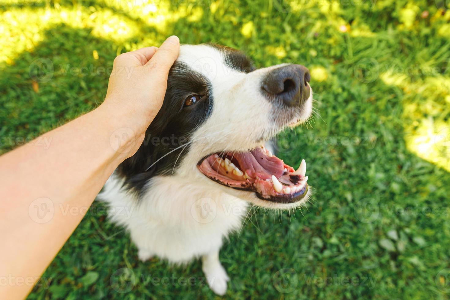 Woman hand stroking puppy dog border collie in summer garden or city park outdoor. Close up dog portrait. Owner playing with dog friend. Love for pets friendship support team concept. photo