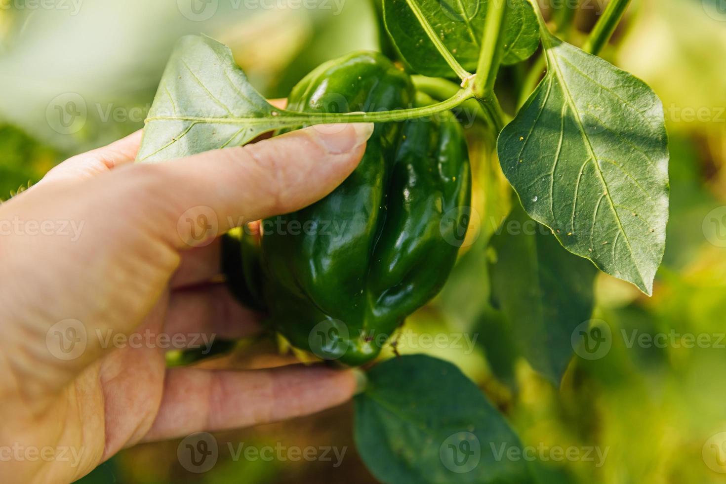 Gardening and agriculture concept. Female farm worker hand harvesting green fresh ripe organic bell pepper in garden. Vegan vegetarian home grown food production. Woman picking paprika pepper. photo