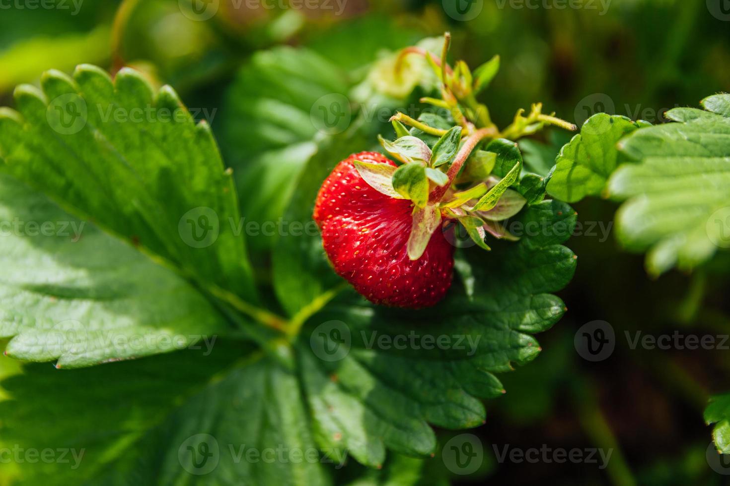 cultivo industrial de planta de fresas. arbusto con frutos rojos maduros fresa en la cama del jardín de verano. cultivo natural de bayas en la granja. Fondo de concepto de horticultura de alimentos orgánicos saludables ecológicos. foto