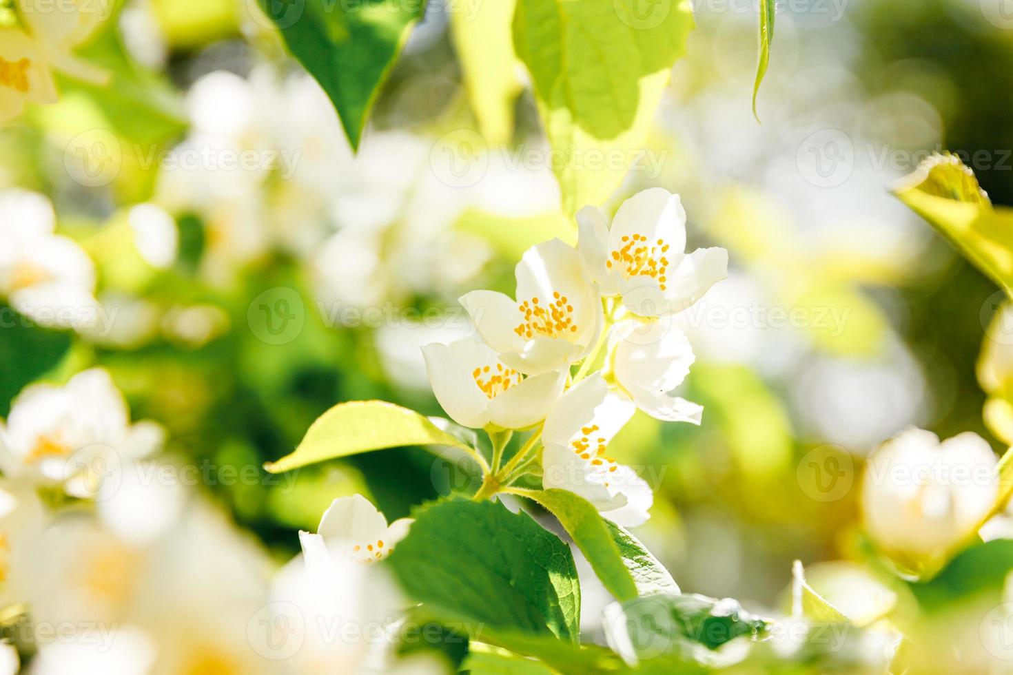 hermosas flores de jazmín blanco en primavera. fondo con arbusto de jazmín en flor. inspirador jardín o parque florido de primavera floral natural. diseño de arte floral. concepto de aromaterapia. foto