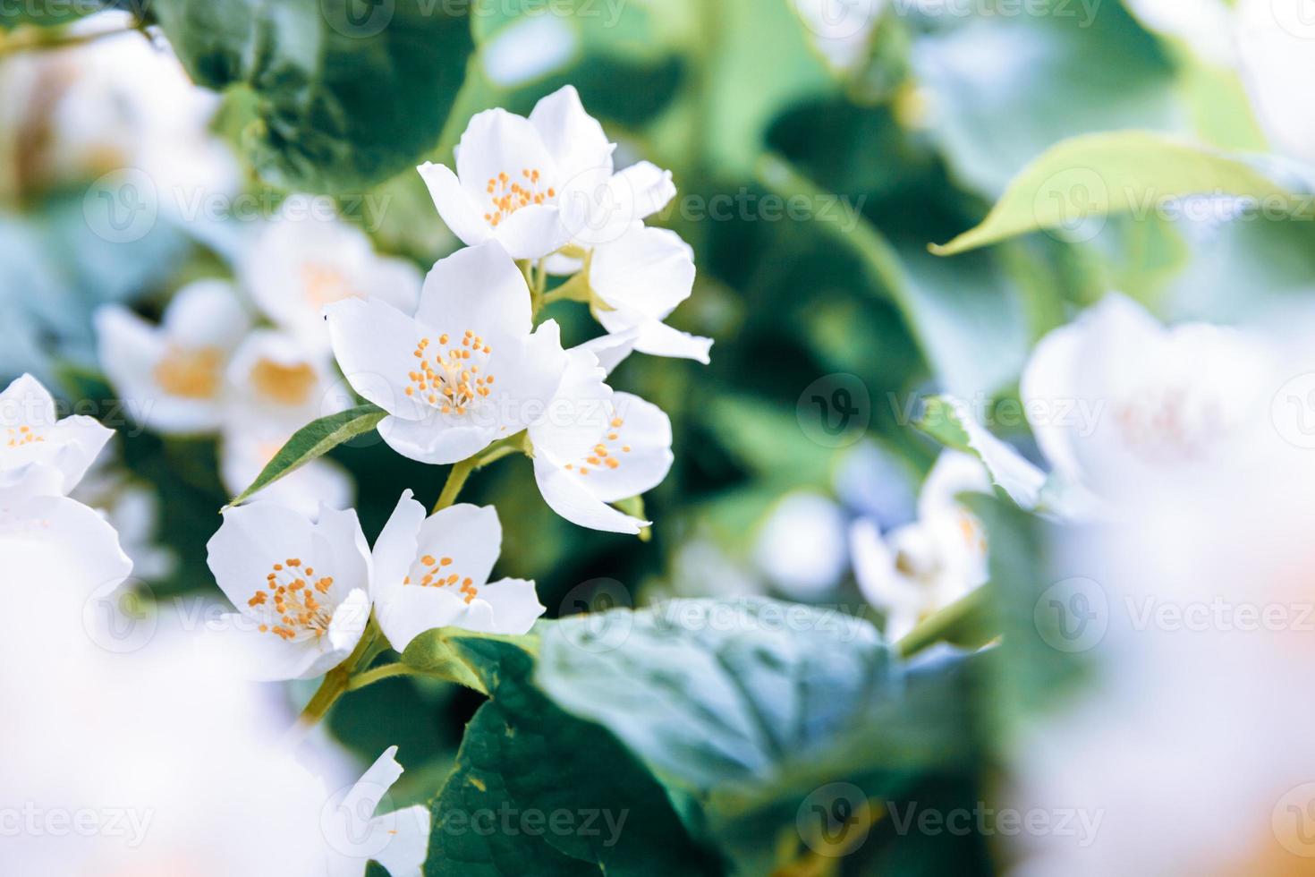 hermosas flores de jazmín blanco en primavera. fondo con arbusto de jazmín en flor. inspirador jardín o parque florido de primavera floral natural. diseño de arte floral. concepto de aromaterapia. foto