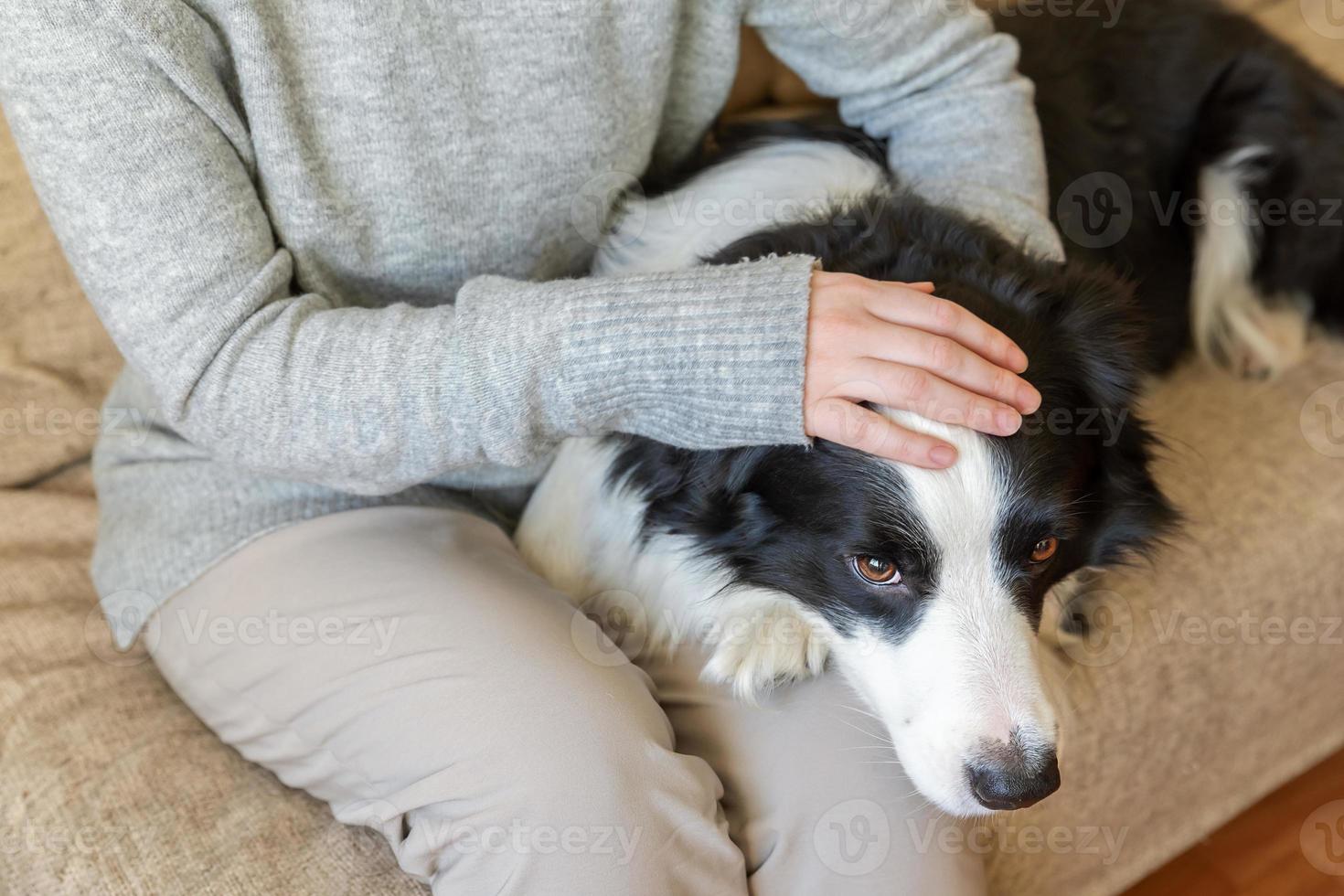 Unrecognizable woman playing with cute puppy dog border collie on couch at home indoor. Owner girl stroking holding dog friend sitting on sofa. Love for pets friendship support team concept. photo