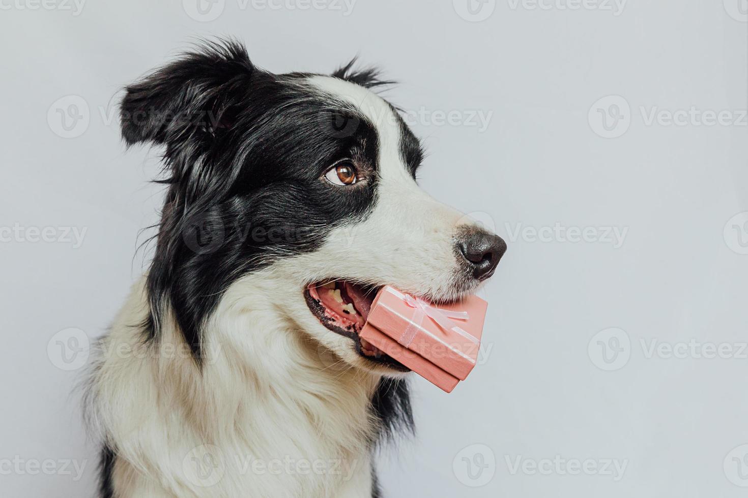 Puppy dog border collie holding pink gift box in mouth isolated on white background. Christmas New Year Birthday Valentine celebration present concept. Pet dog on holiday day gives gift. I'm sorry. photo