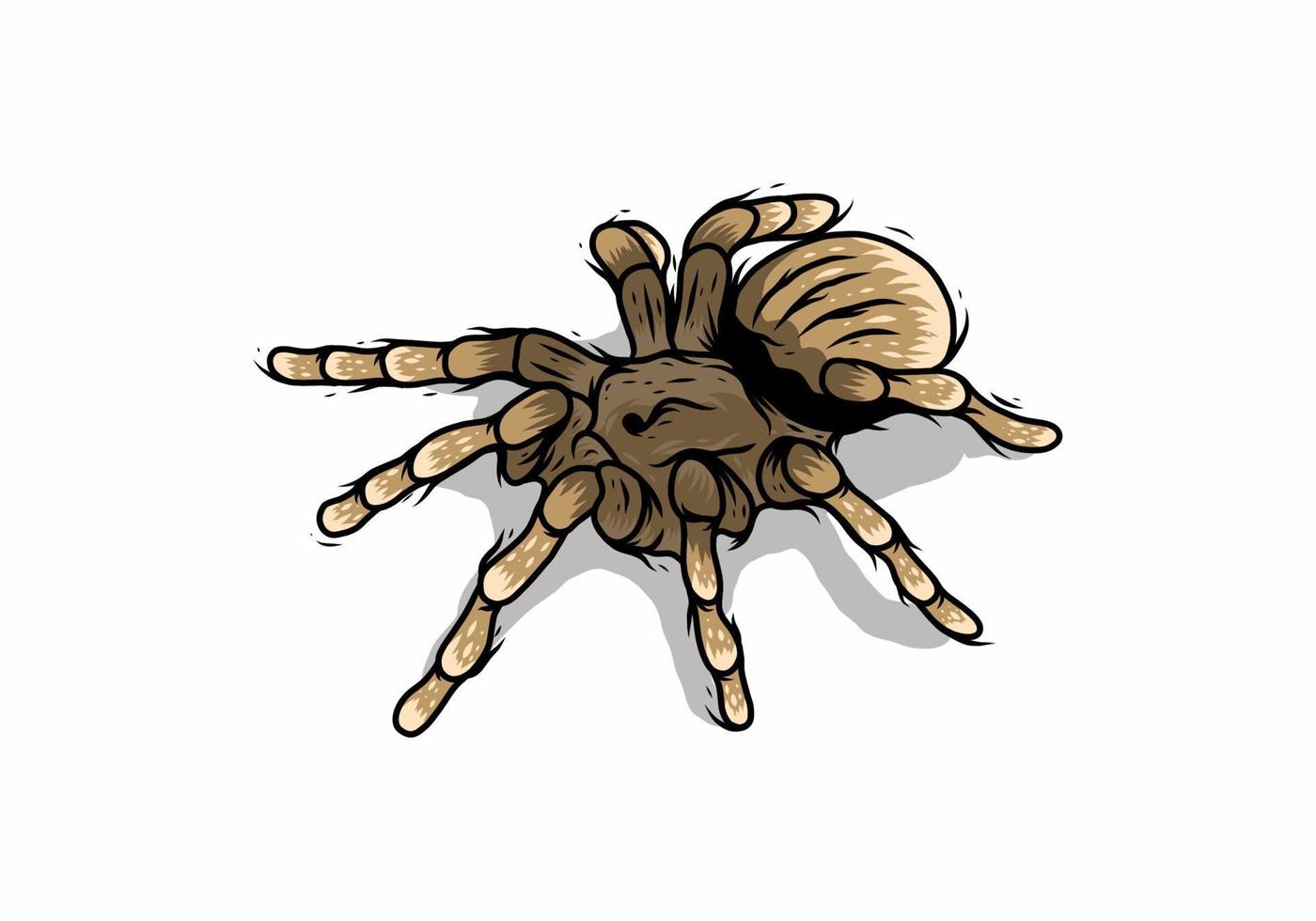 Line art drawing illustration of tarantula vector