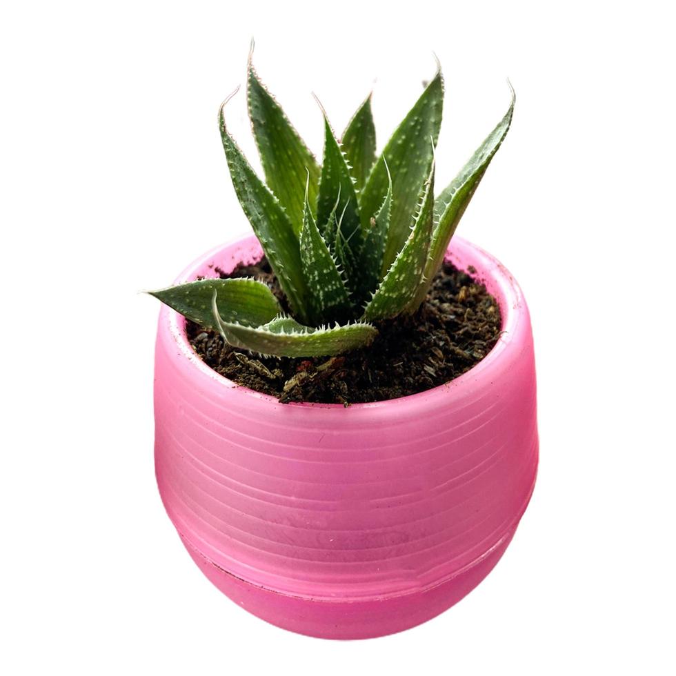 succulent with color pot photo