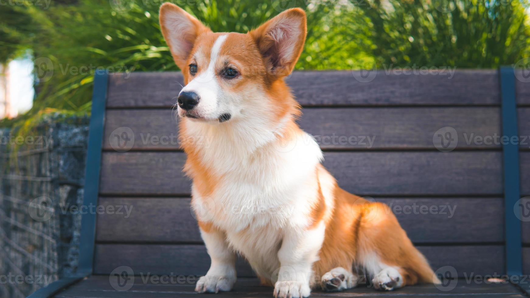 Portrait of a Cute Puppy Corgi Pembroke on the bench in the park. Happy Corgi dog photo