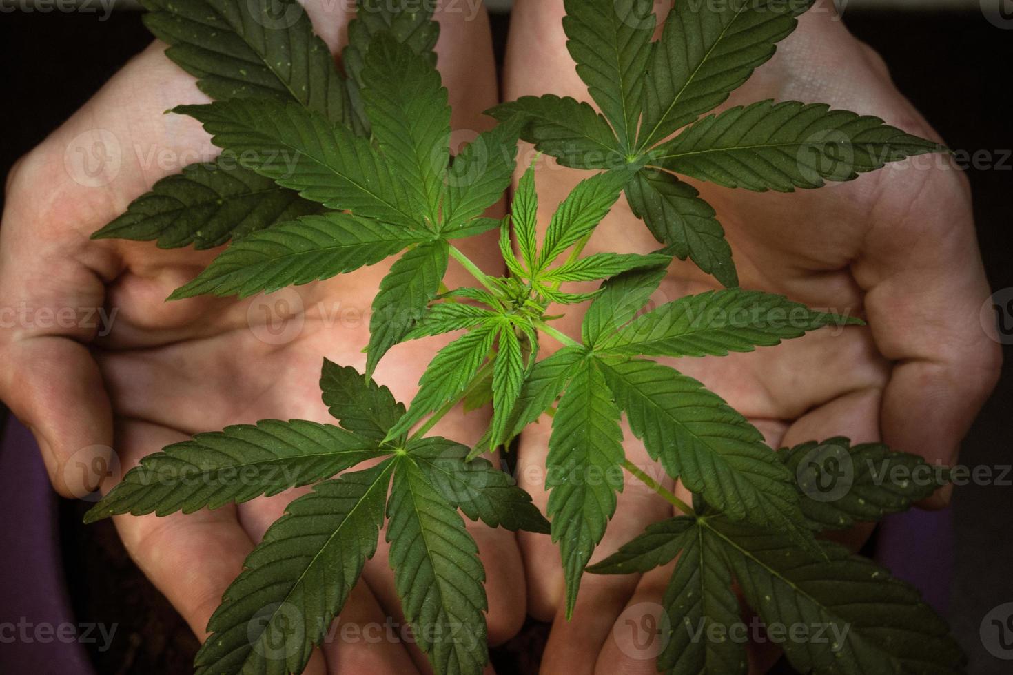 Leaves of medical marijuana plant in man hands. Medical Cannabis growind indoor photo