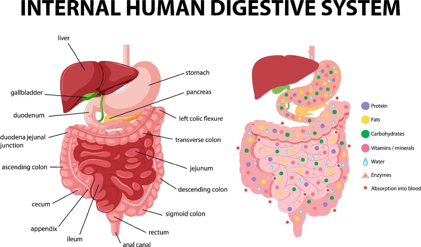 diagrama que muestra el sistema digestivo humano interno vector