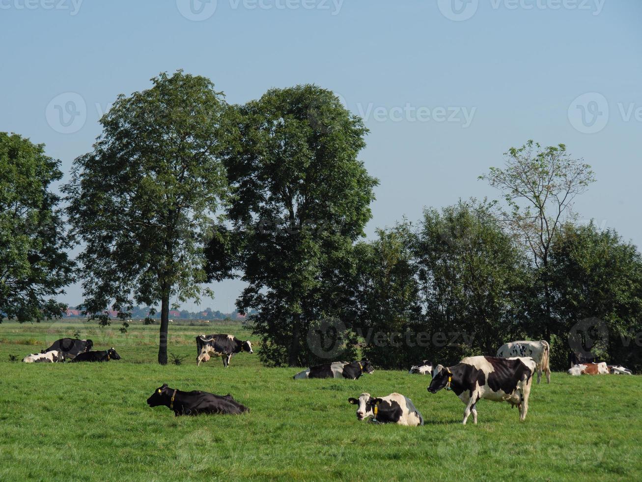 The village of Ditzum at the river Ems photo