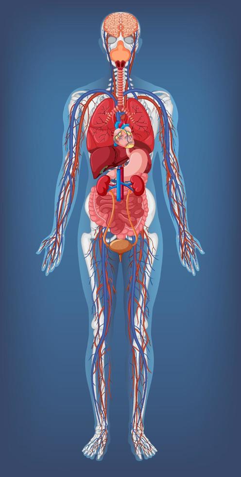 estructura anatómica cuerpo humano vector