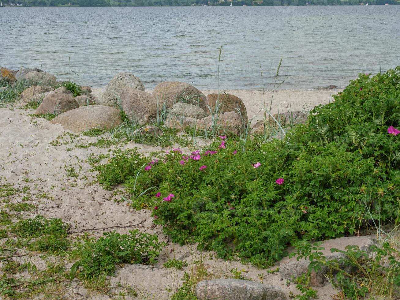 the beach of Sandwig at the baltic sea photo