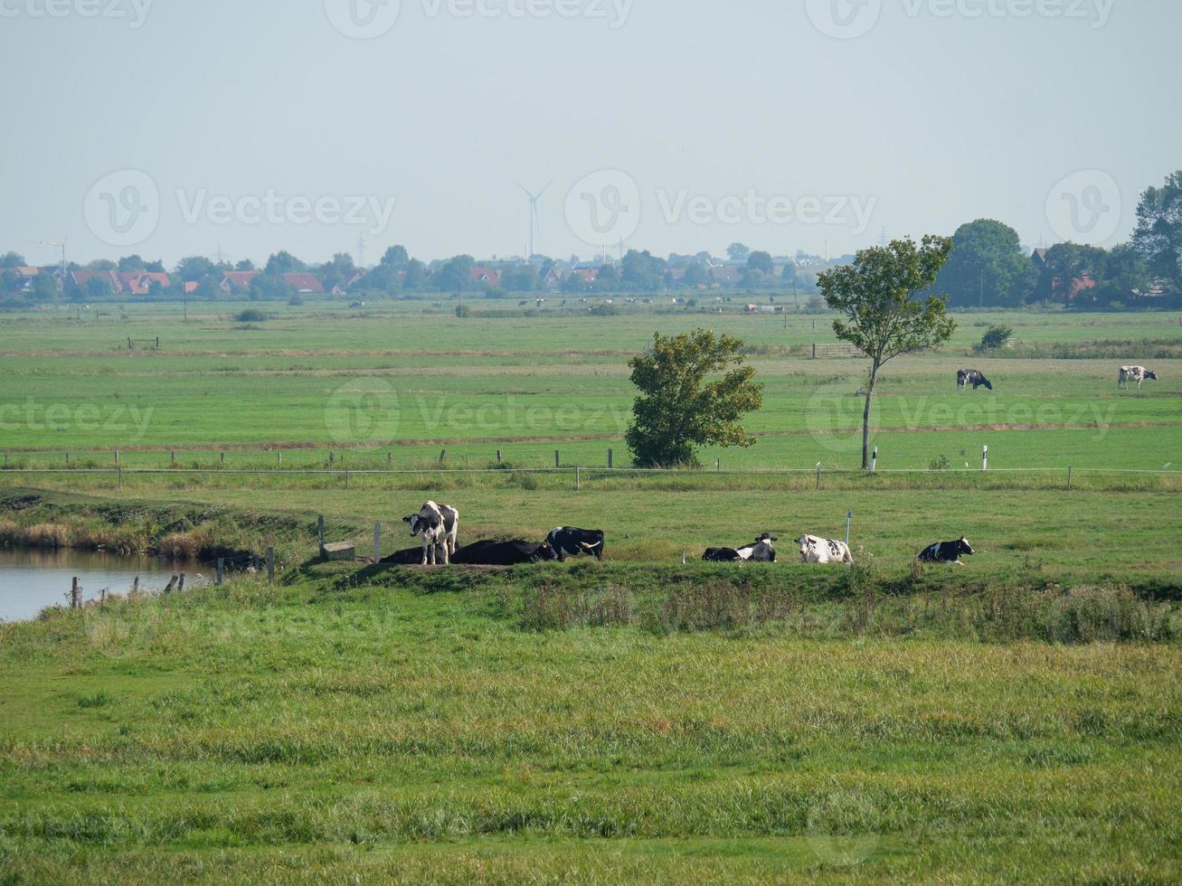 The village of Ditzum at the river Ems photo