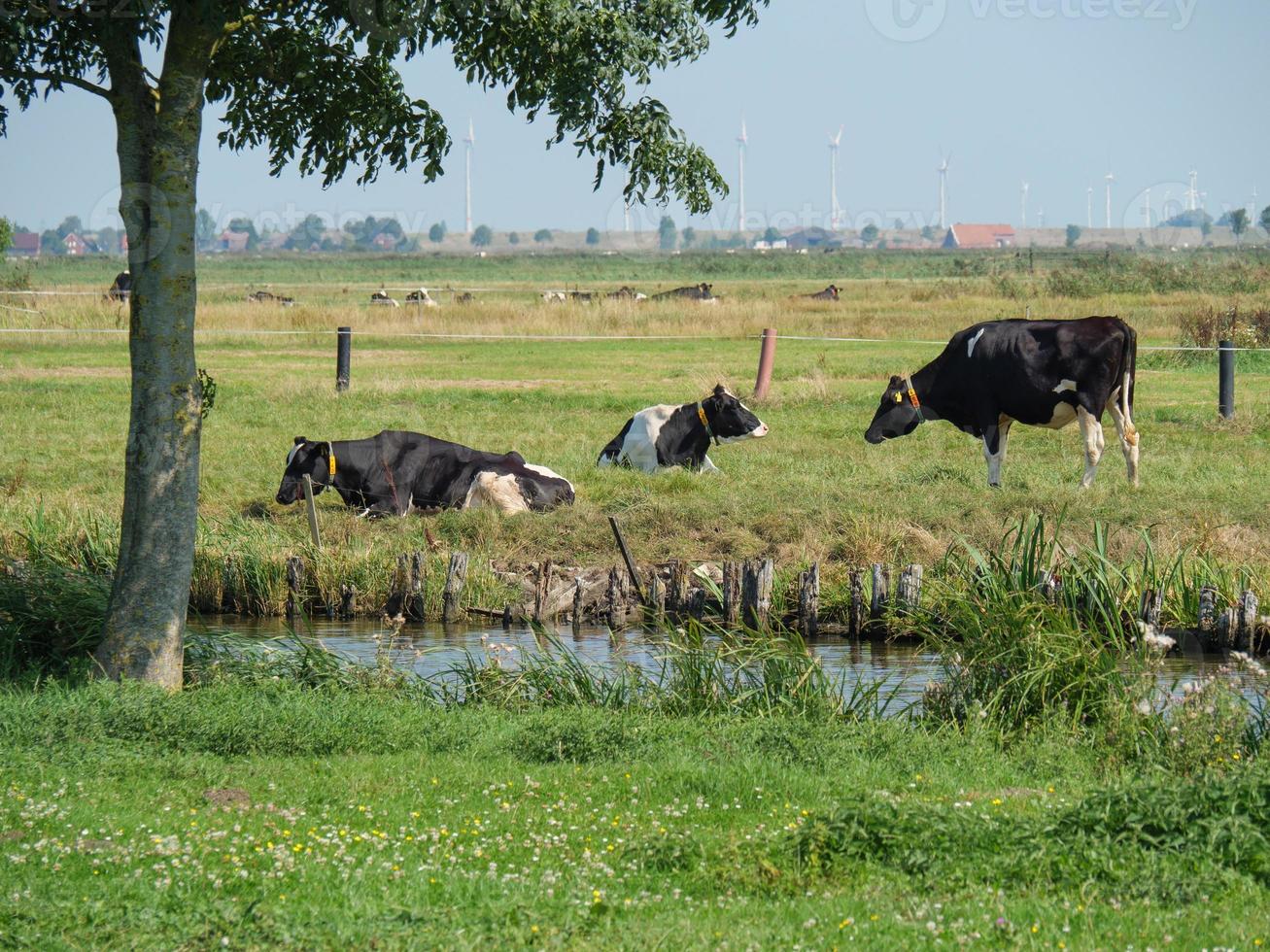 el pueblo de ditzum en el río ems foto