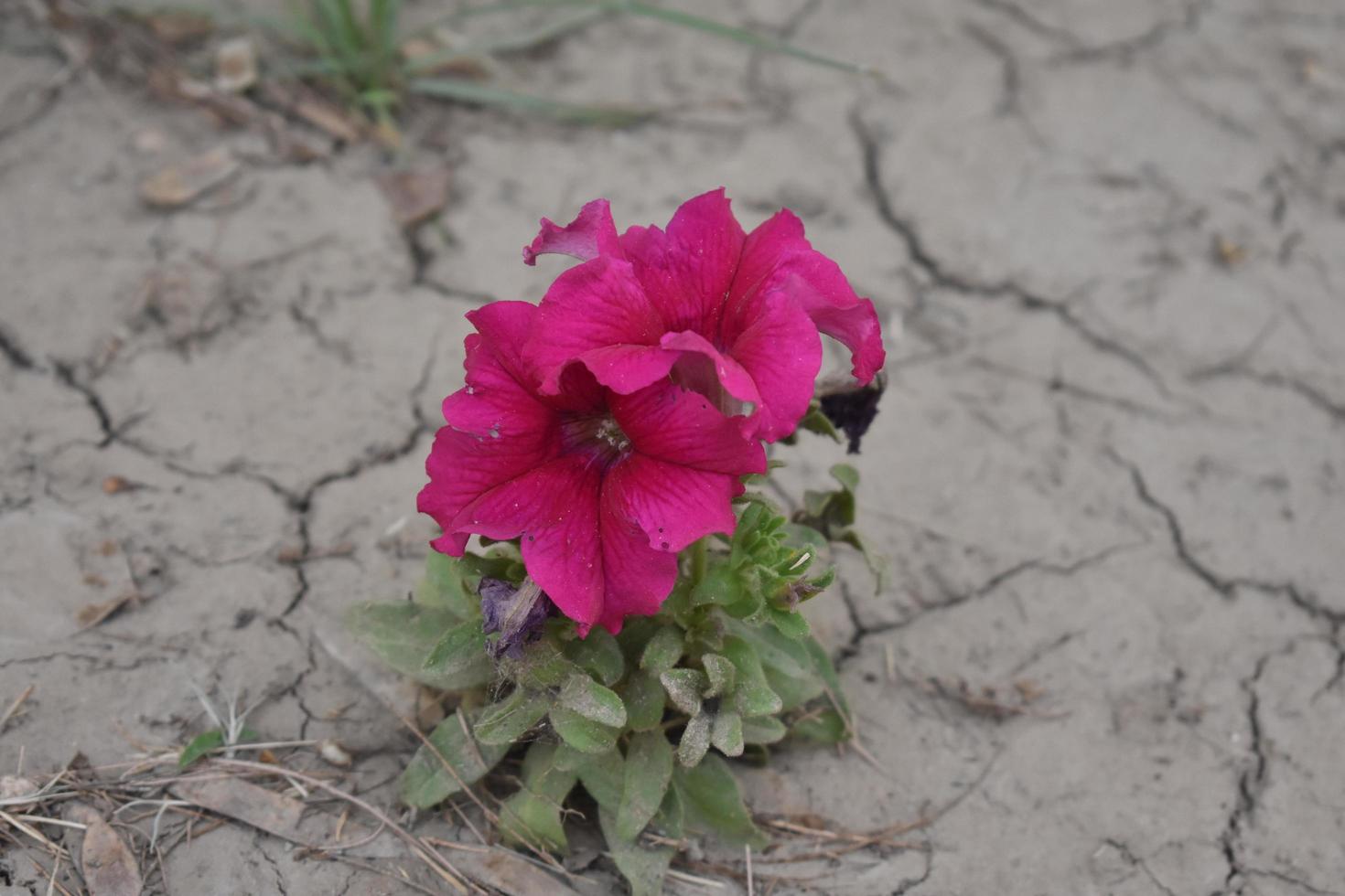 Pink Petunia Plant in the Garden. Nice Petunia flower. Surfinia Hot Pink Flower photo