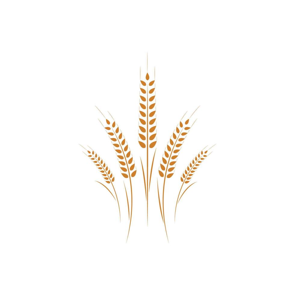 Agriculture wheat Logo Template vector