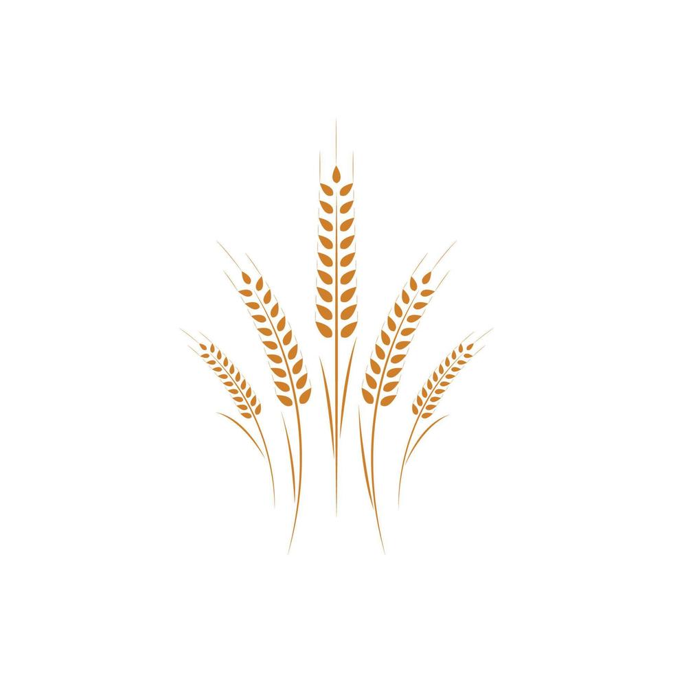 Agriculture wheat Logo Template vector