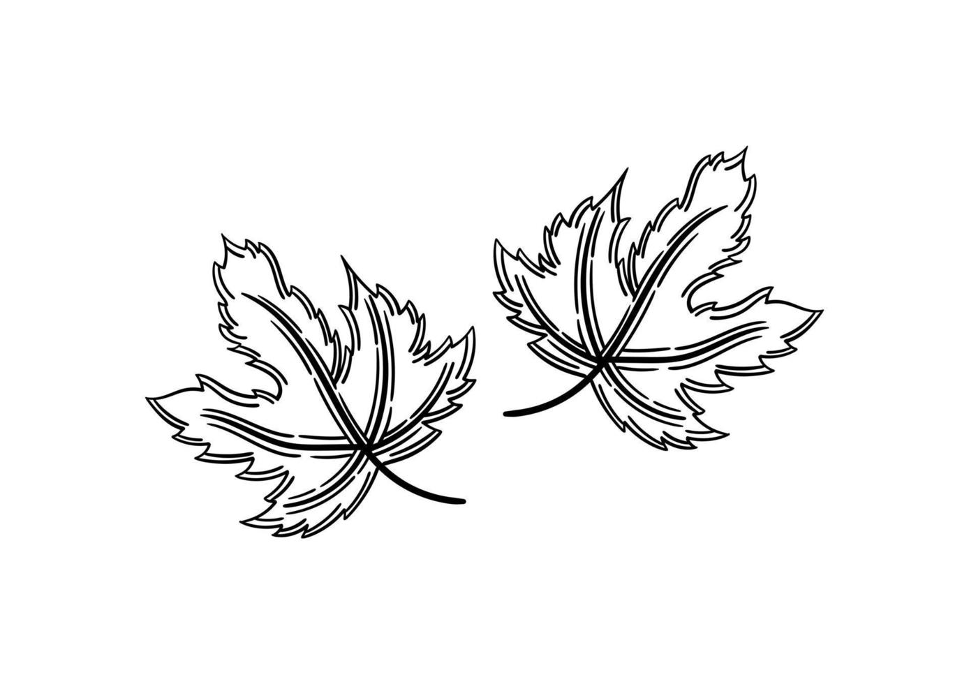 hand drawn leaf with autumn theme 4 vector