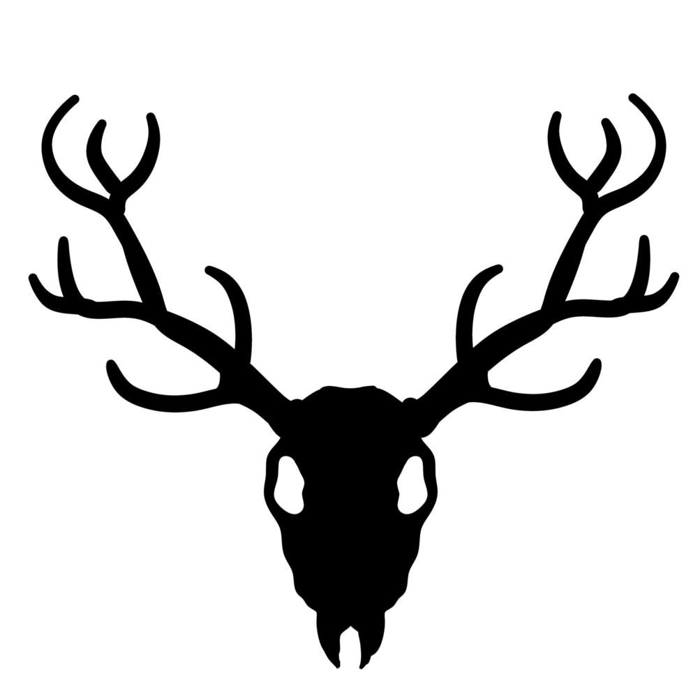 Skull of deer. Hunting trophy with horns. Antler of stag or reindeer. vector