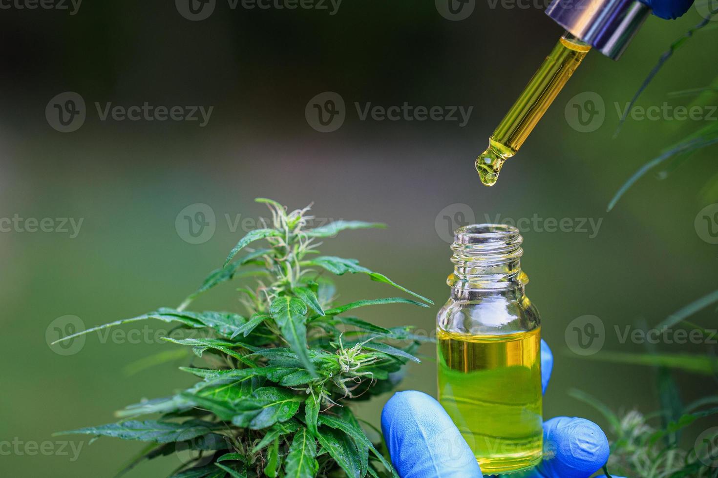 Drop cannabis oil into a glass bottle. .Organic hemp oil Concept of herbal alternative medicine. Cannabis extract. Alternative medicine. photo