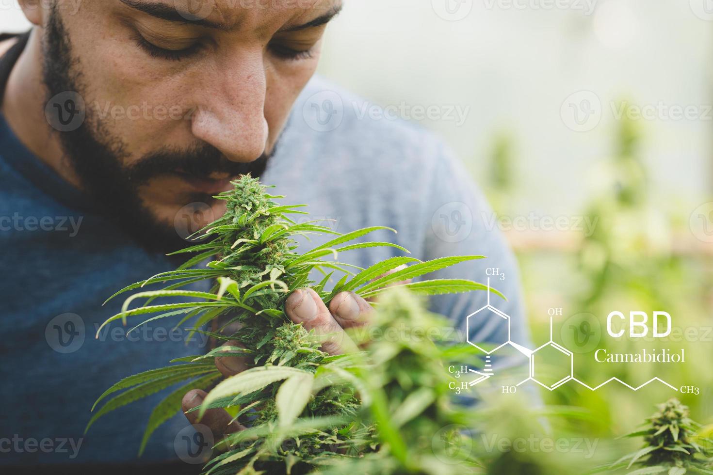 investigadores que trabajan en un campo de cáñamo, están revisando plantas. cannabinoides en elementos cbd de marihuana. foto