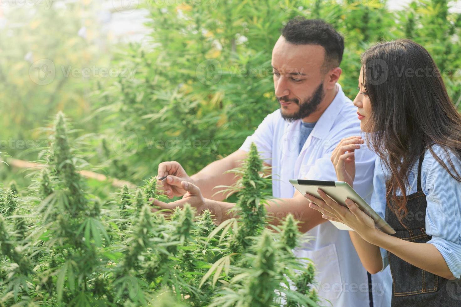 investigadores que trabajan en un campo de cáñamo, están revisando plantas. investigación de marihuana, aceite de cbd, concepto de medicina herbal alternativa, industria farmacéutica. foto