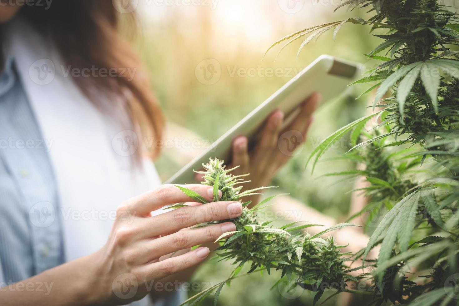 retrato de científico revisando y analizando plantas de cáñamo, el médico está investigando marihuana. concepto de medicina alternativa herbal, aceite de cáñamo cbd, industria farmacéutica foto