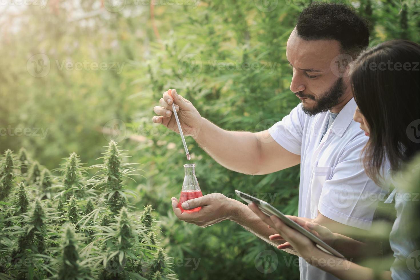 científico revisando y analizando plantas de cáñamo, firmando los resultados con una computadora portátil. concepto de medicina alternativa a base de hierbas, aceite de cbd, industria farmacéutica foto