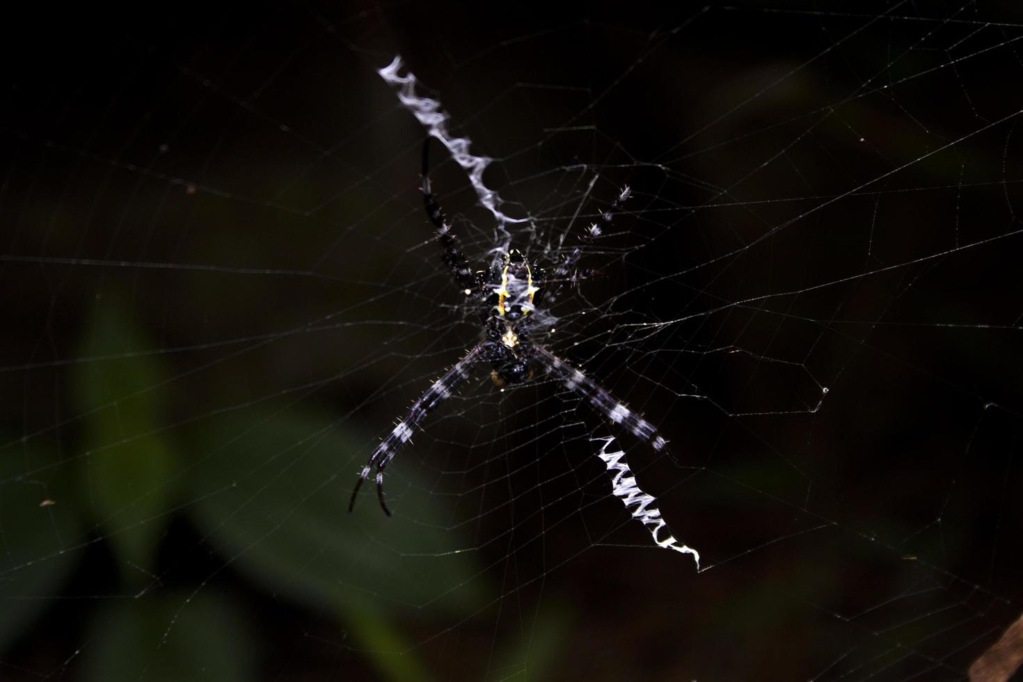 a spider guarding its nest photo