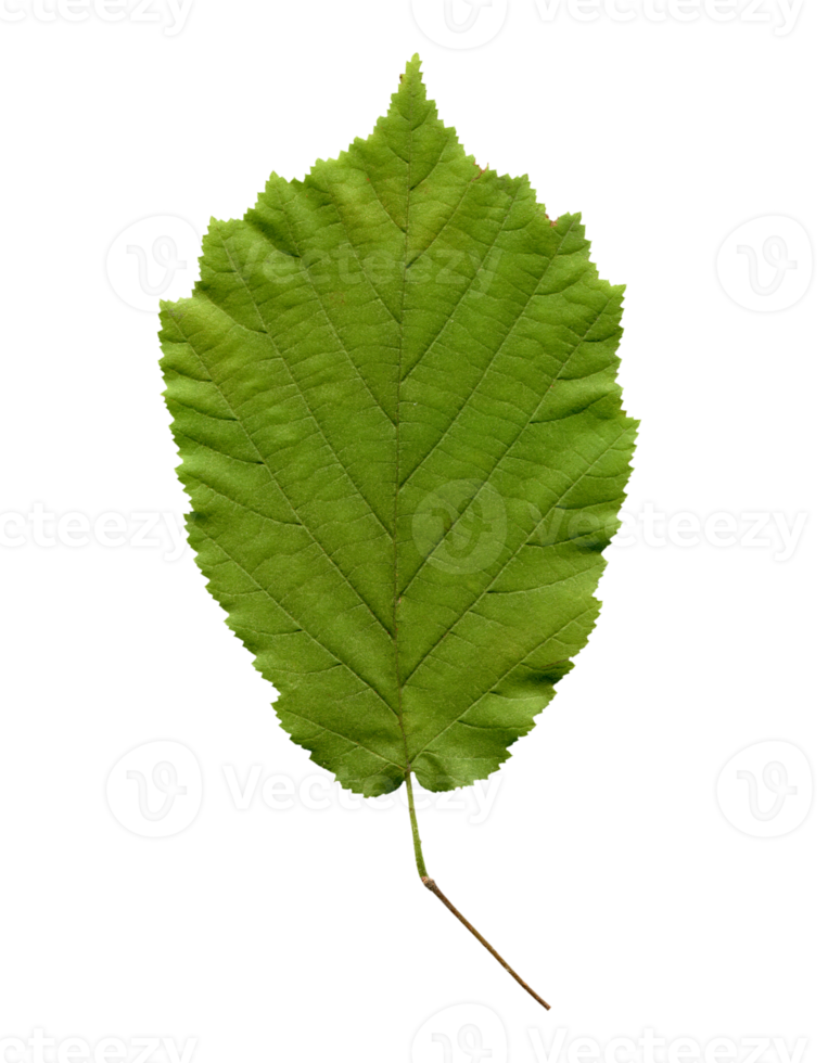 hazelnut tree leaf transparent PNG