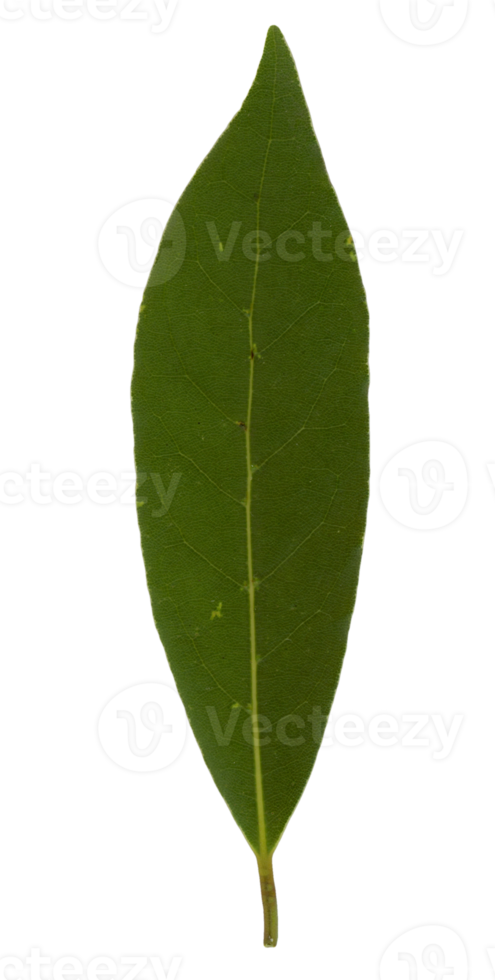 laurel bay sc. name Laurus nobilis tree leaf transparent PNG