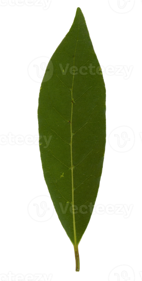 Lorbeerbucht sc. name laurus nobilis baum blatt transparent png