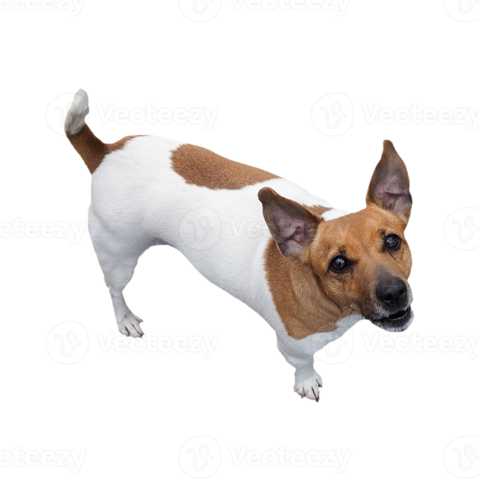 Hund transparentes Png