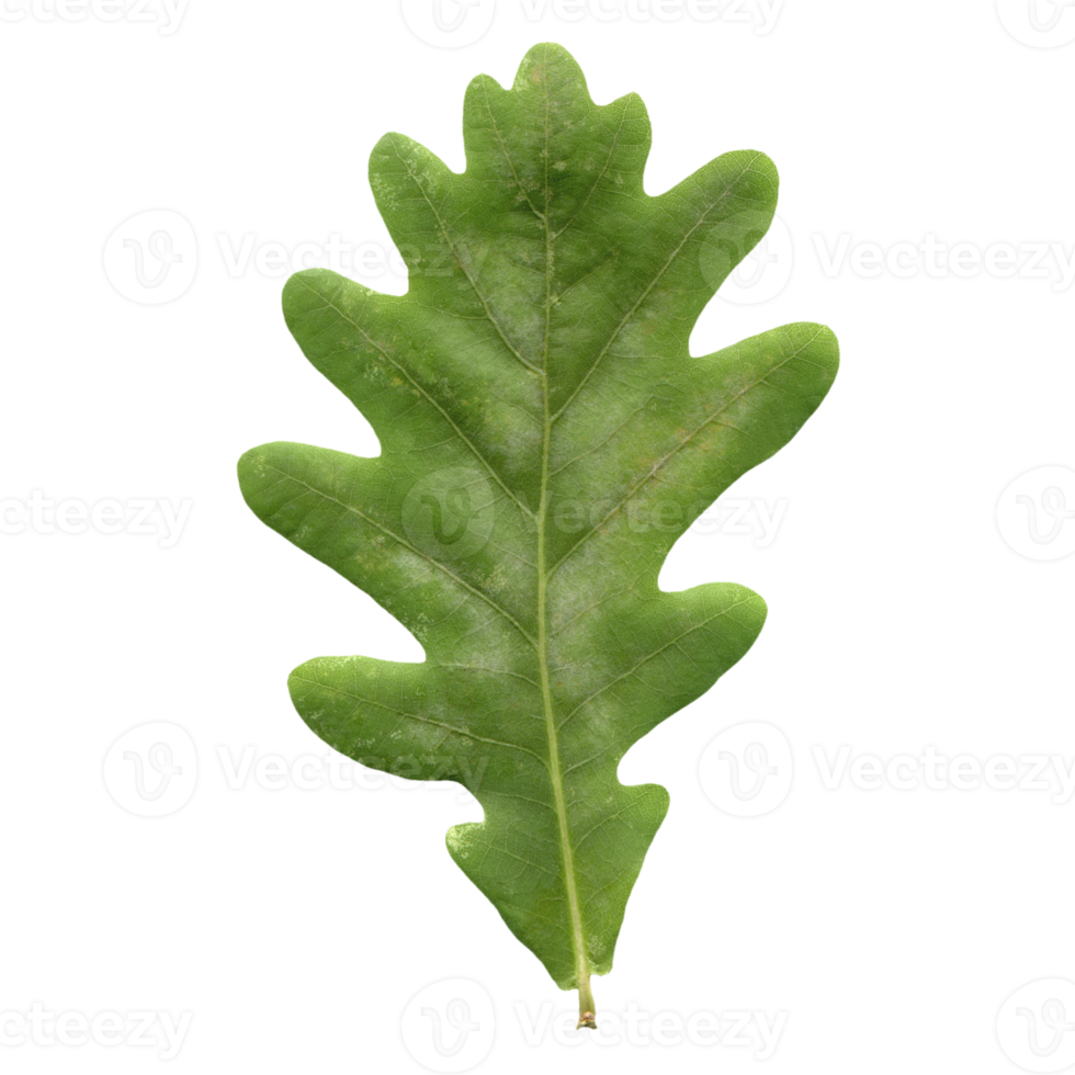 oak tree leaf transparent PNG