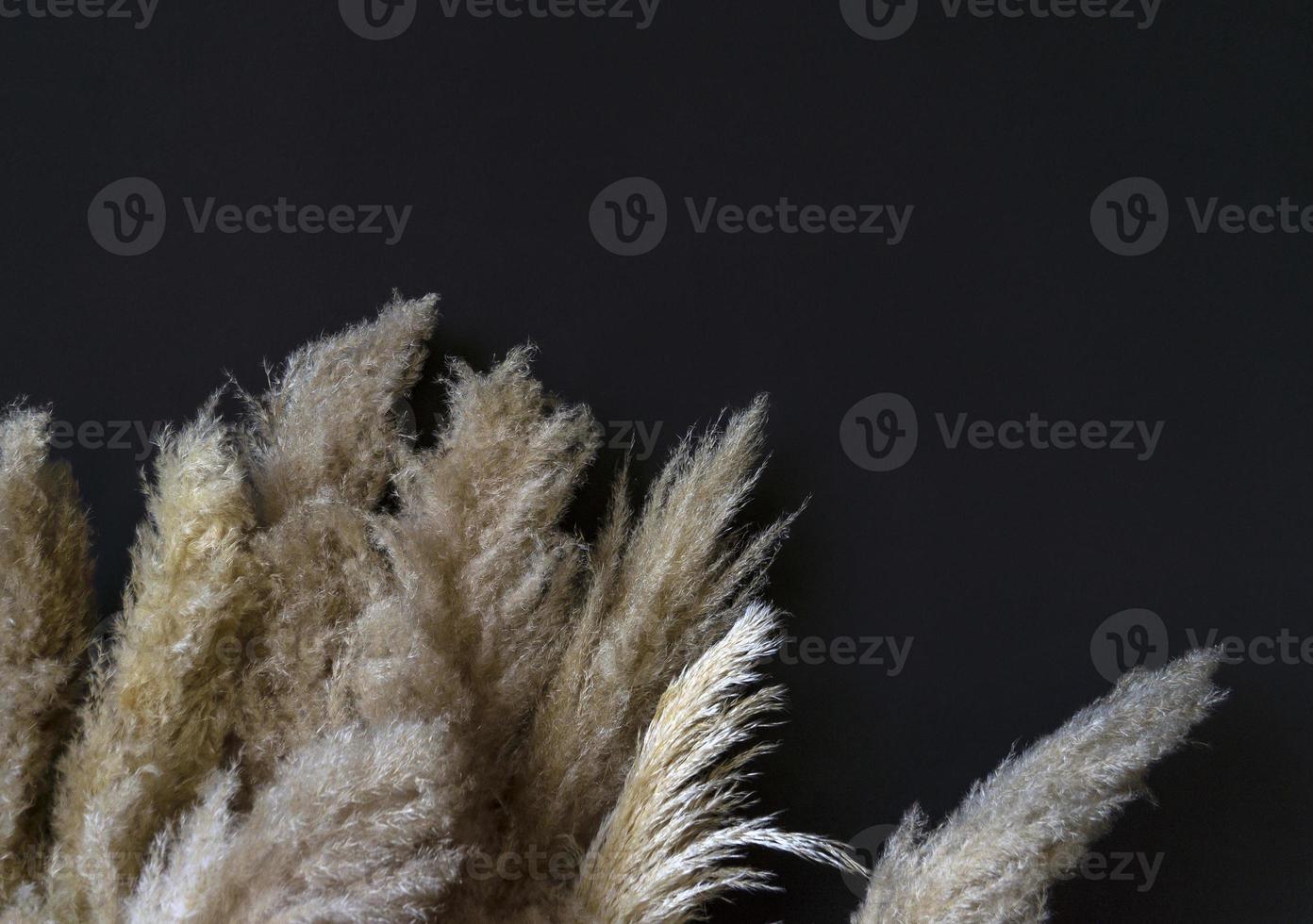 Dried natural pampa grass on a black background. photo