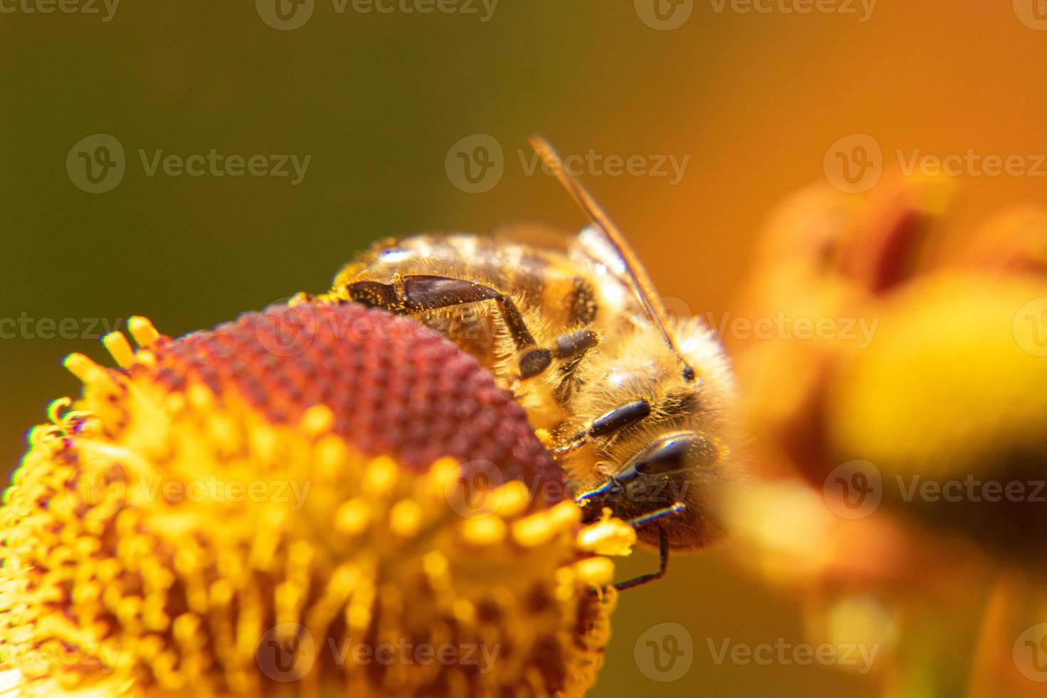 abeja melífera cubierta con néctar de bebida de polen amarillo, flor polinizadora. primavera floral natural inspiradora o fondo de jardín floreciente de verano. vida de los insectos, enfoque selectivo de primer plano macro extremo foto