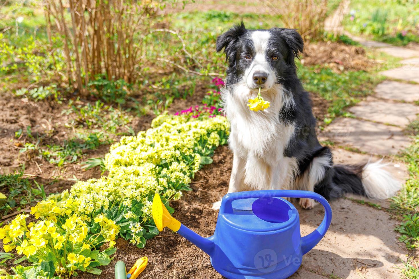 Outdoor portrait of cute dog border collie with watering can in garden background. Funny puppy dog as gardener fetching watering can for irrigation. Gardening and agriculture concept. photo