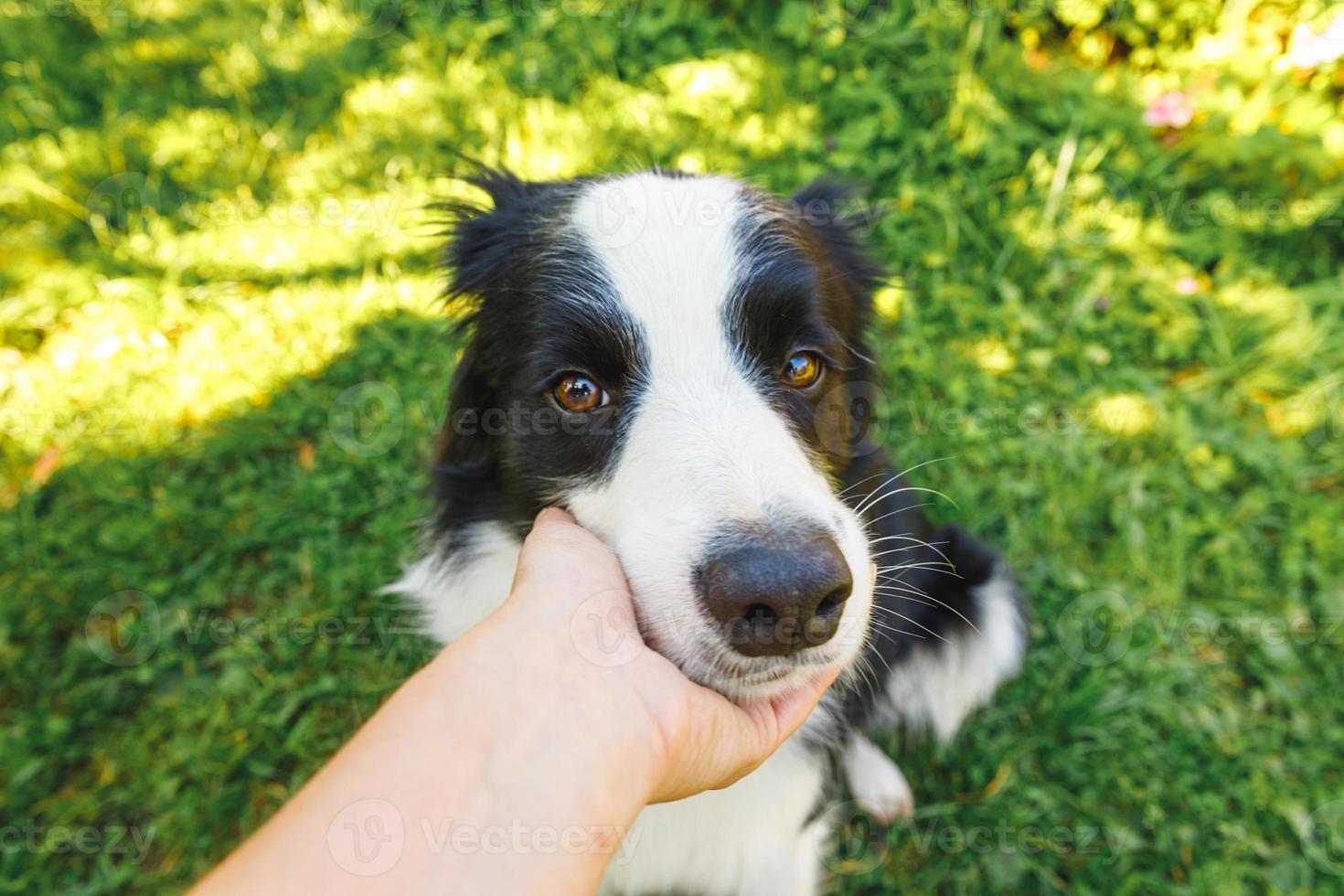 Woman hand stroking puppy dog border collie in summer garden or city park outdoor. Close up dog portrait. Owner playing with dog friend. Love for pets friendship support team concept. photo