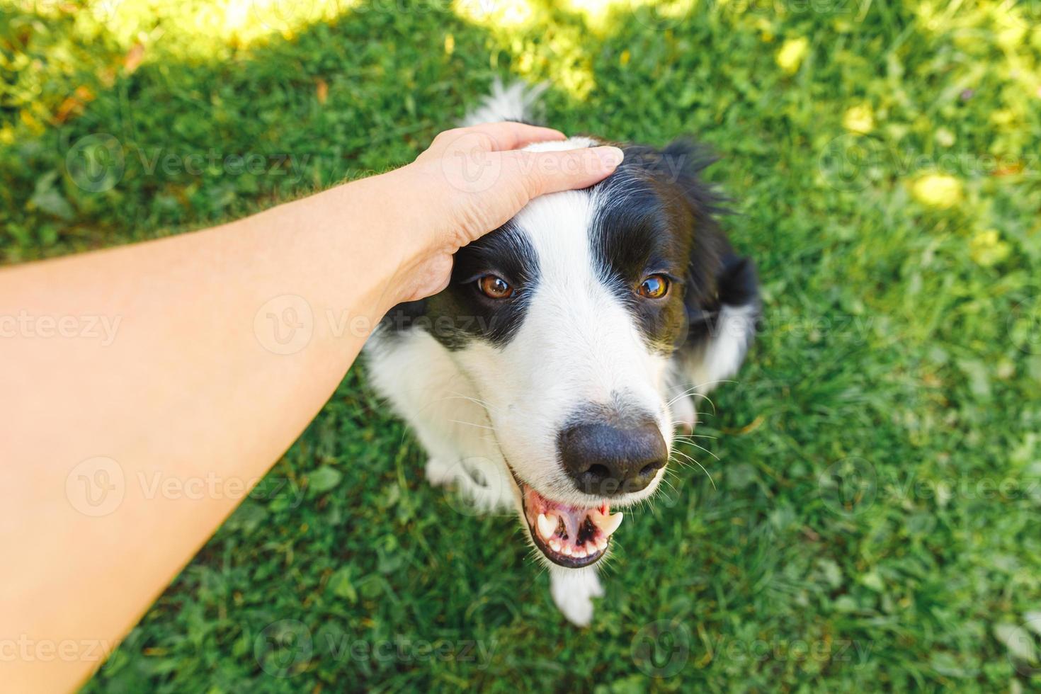 mujer mano acariciando cachorro border collie en jardín de verano o parque de la ciudad al aire libre. retrato de perro de cerca. dueño jugando con un perro amigo. amor por el concepto de equipo de apoyo de amistad de mascotas. foto