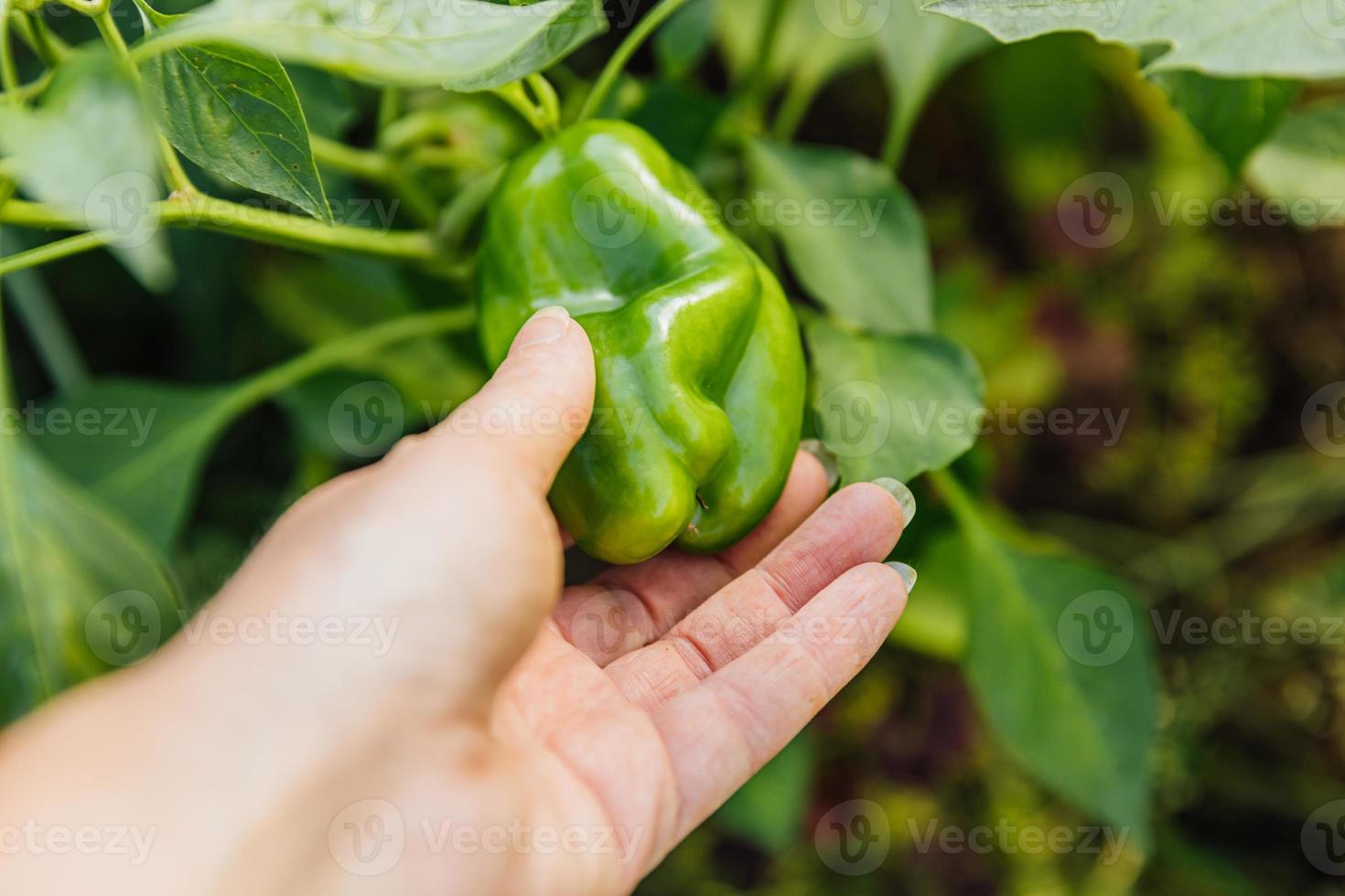 Gardening and agriculture concept. Female farm worker hand harvesting green fresh ripe organic bell pepper in garden. Vegan vegetarian home grown food production. Woman picking paprika pepper. photo
