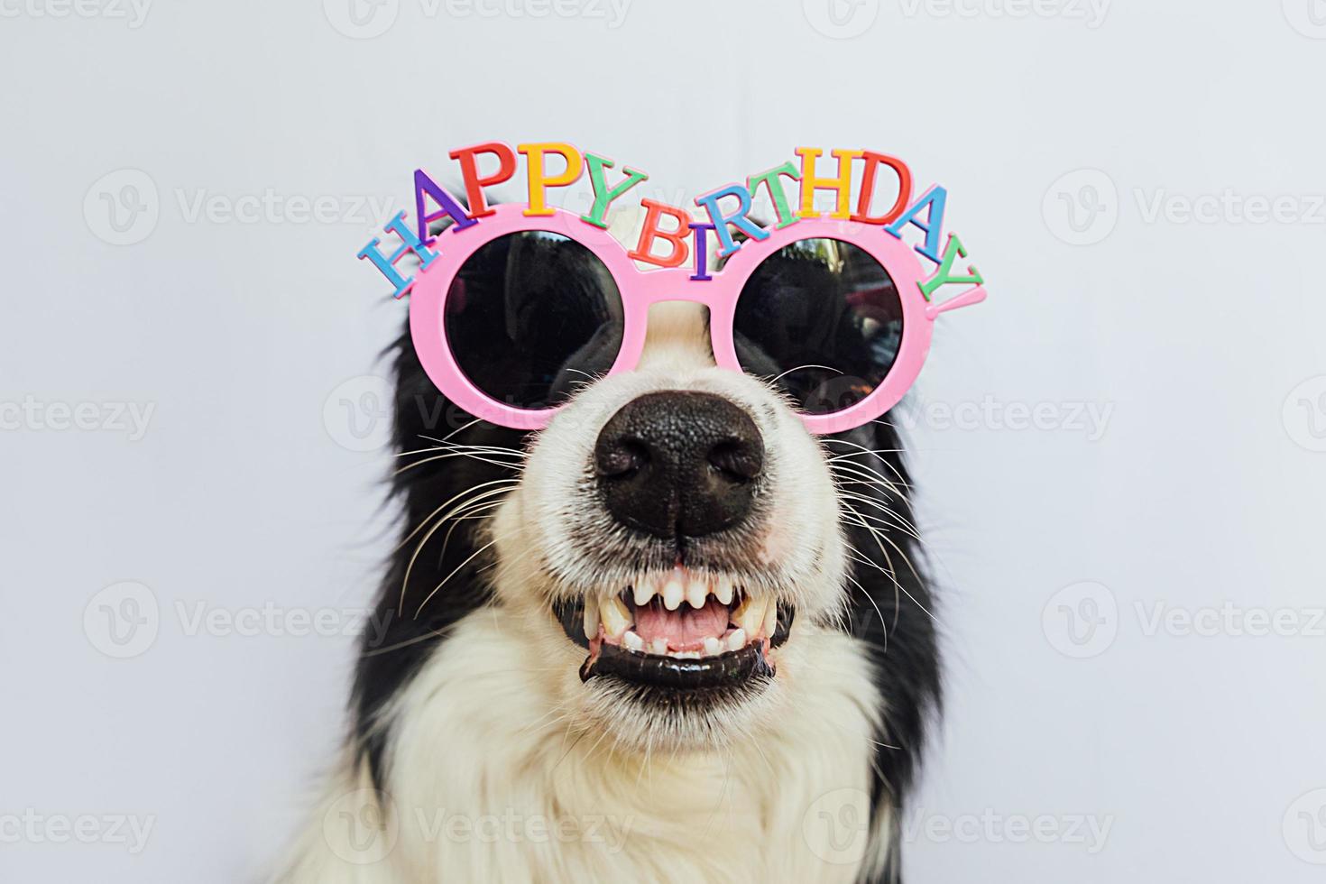 Happy Birthday party concept. Funny cute puppy dog border collie wearing birthday silly hat isolated on white background. Pet dog on Birthday day. photo