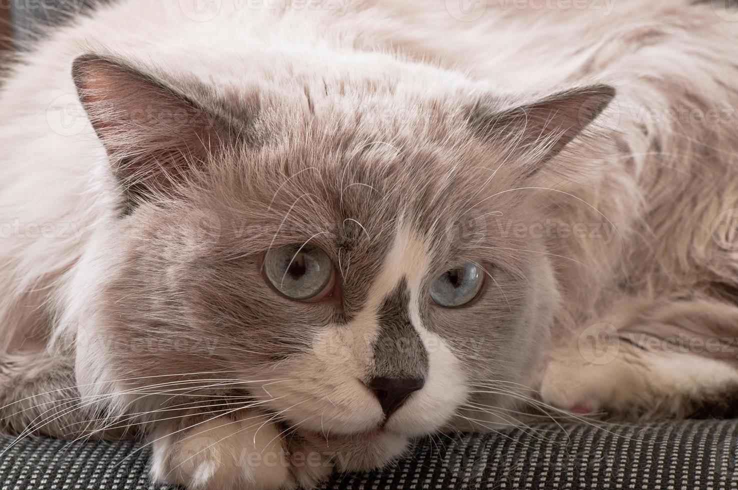 Ragdoll breed of cat face close-up photo