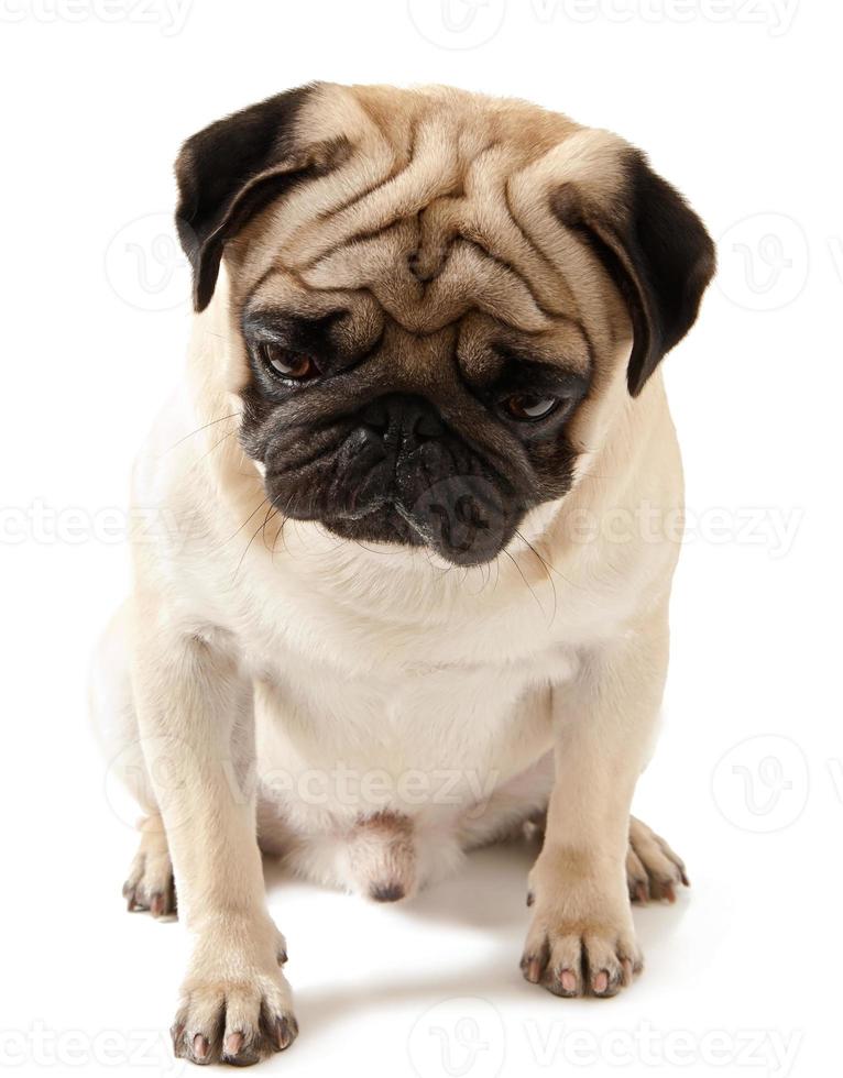 Pug dog isolated on a white background photo