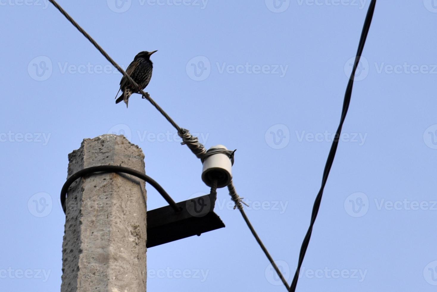 un pájaro estornino en una línea eléctrica foto