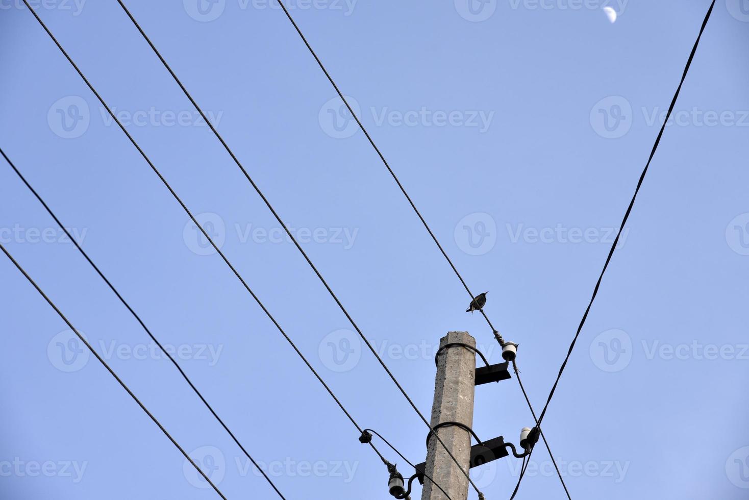 A starling bird on a power line photo
