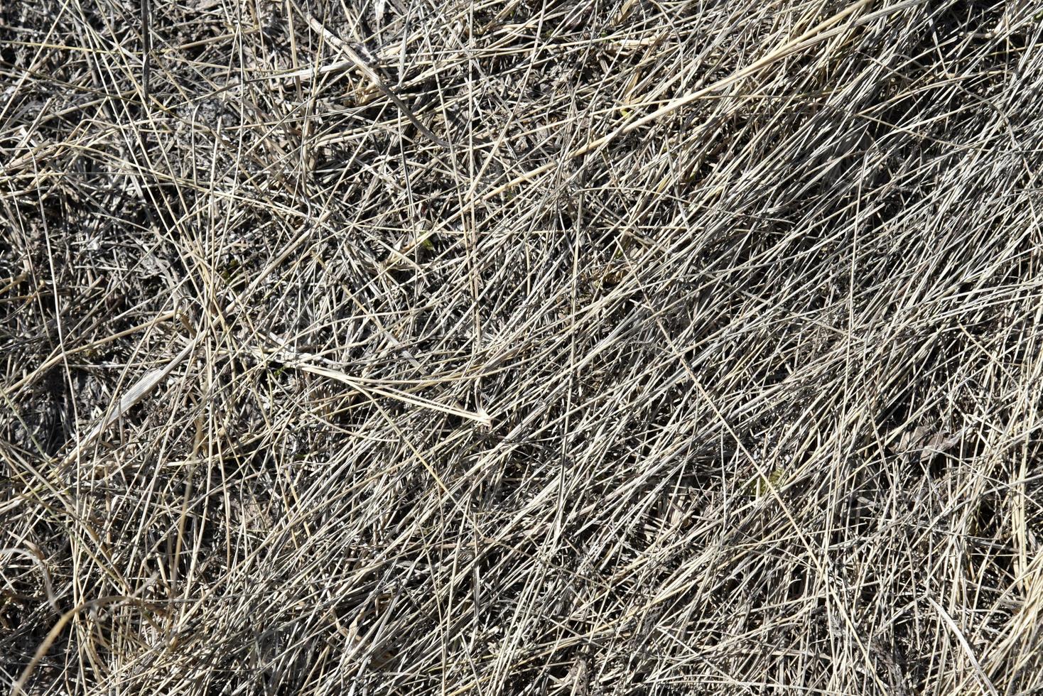 Dry and rotten grass in the spring at the landfill photo